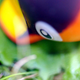 Illustration for article titled Pokémon (OH) Snap!: Hiding in the Tall Grass...(Part I)